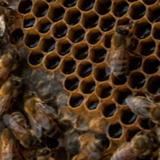 Local beekeeprs and their increasingly rare honeybees 